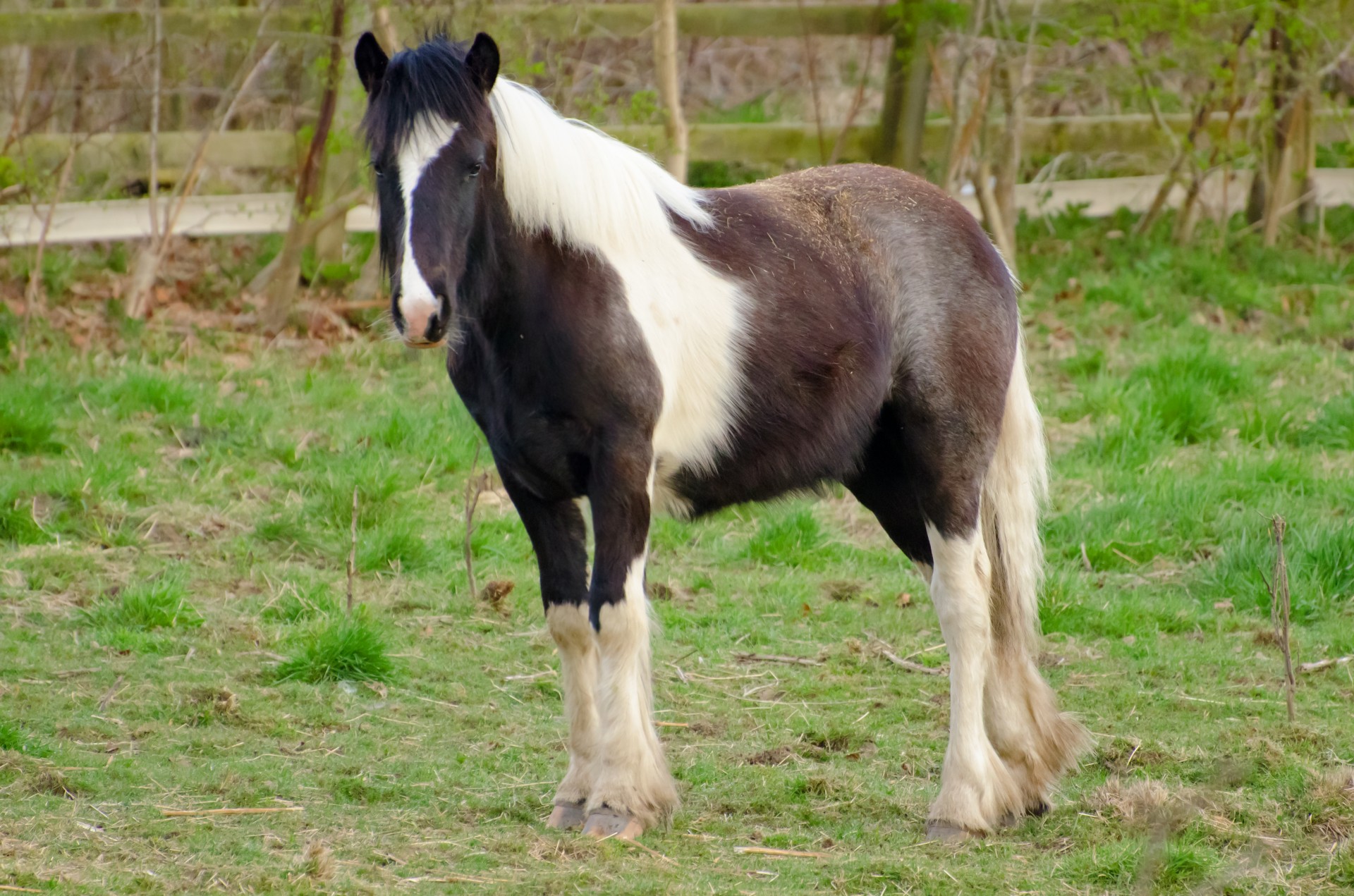 meadow graze horse free photo