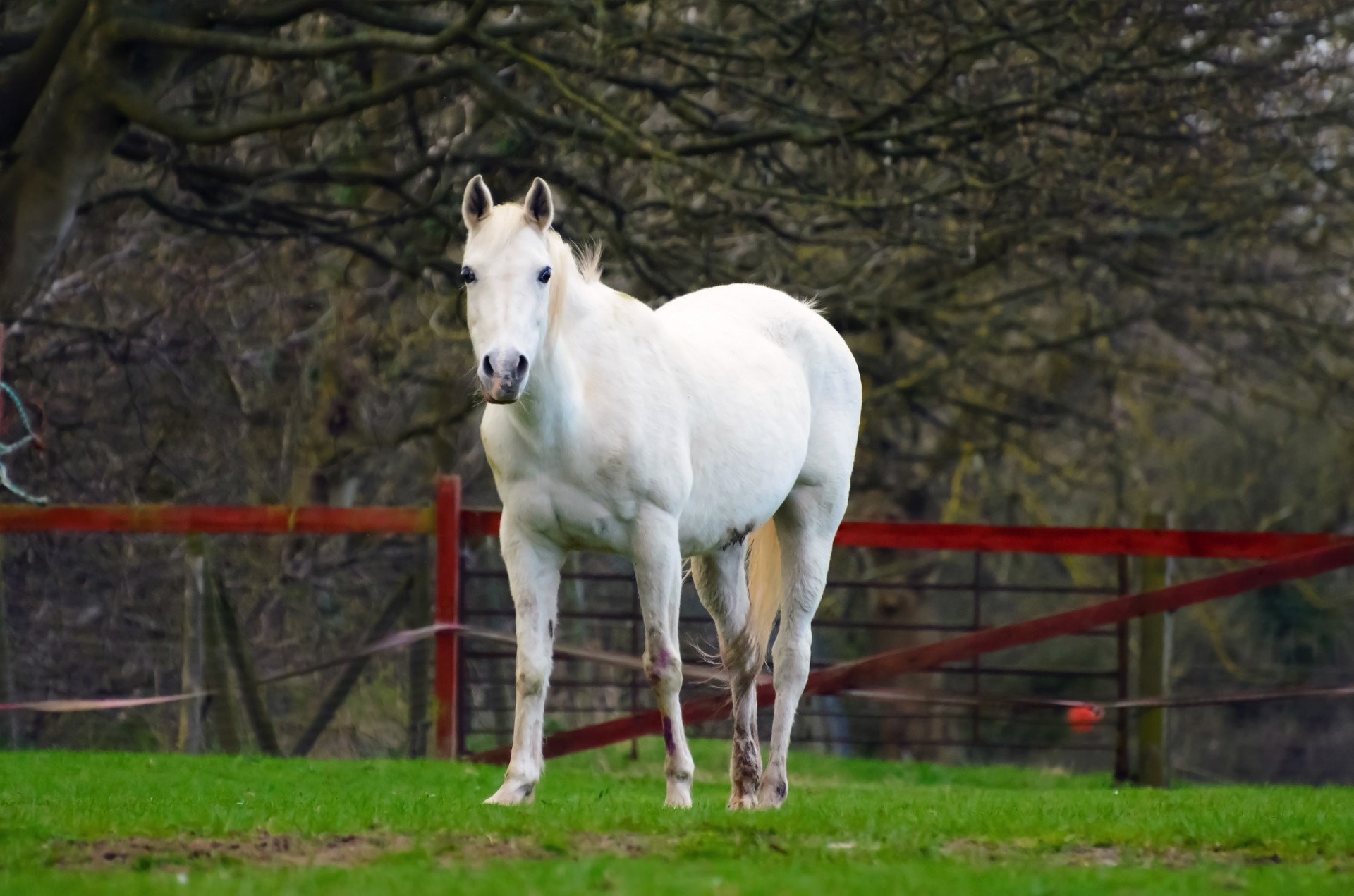 meadow graze horse free photo