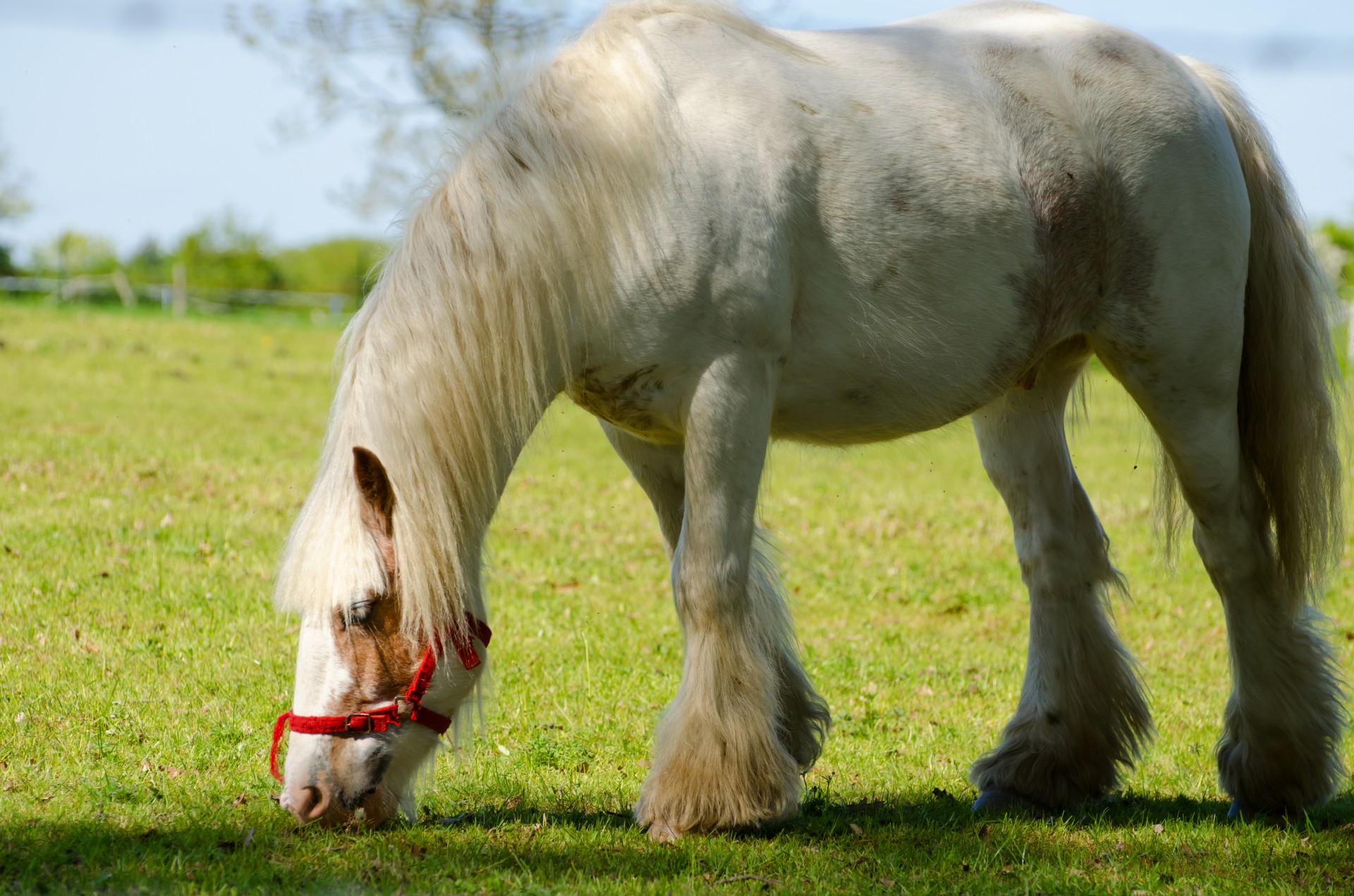 meadow graze horse free photo