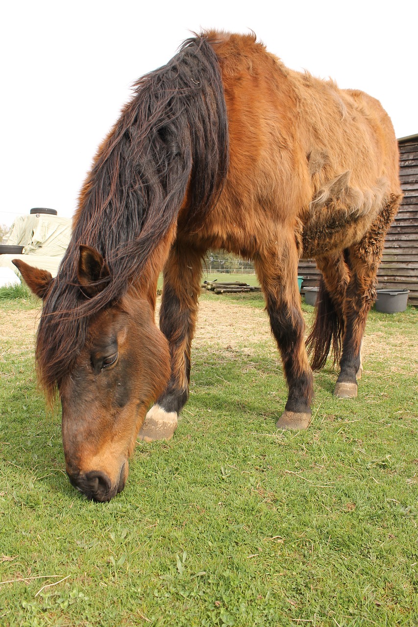 horse animal meadow free photo