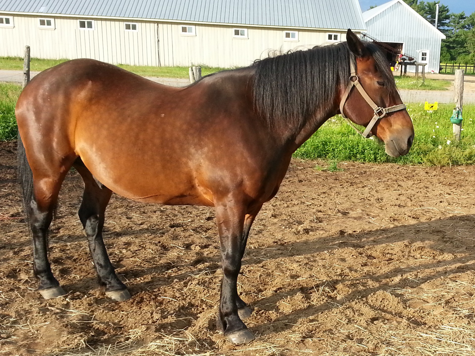 horse horses horseback free photo