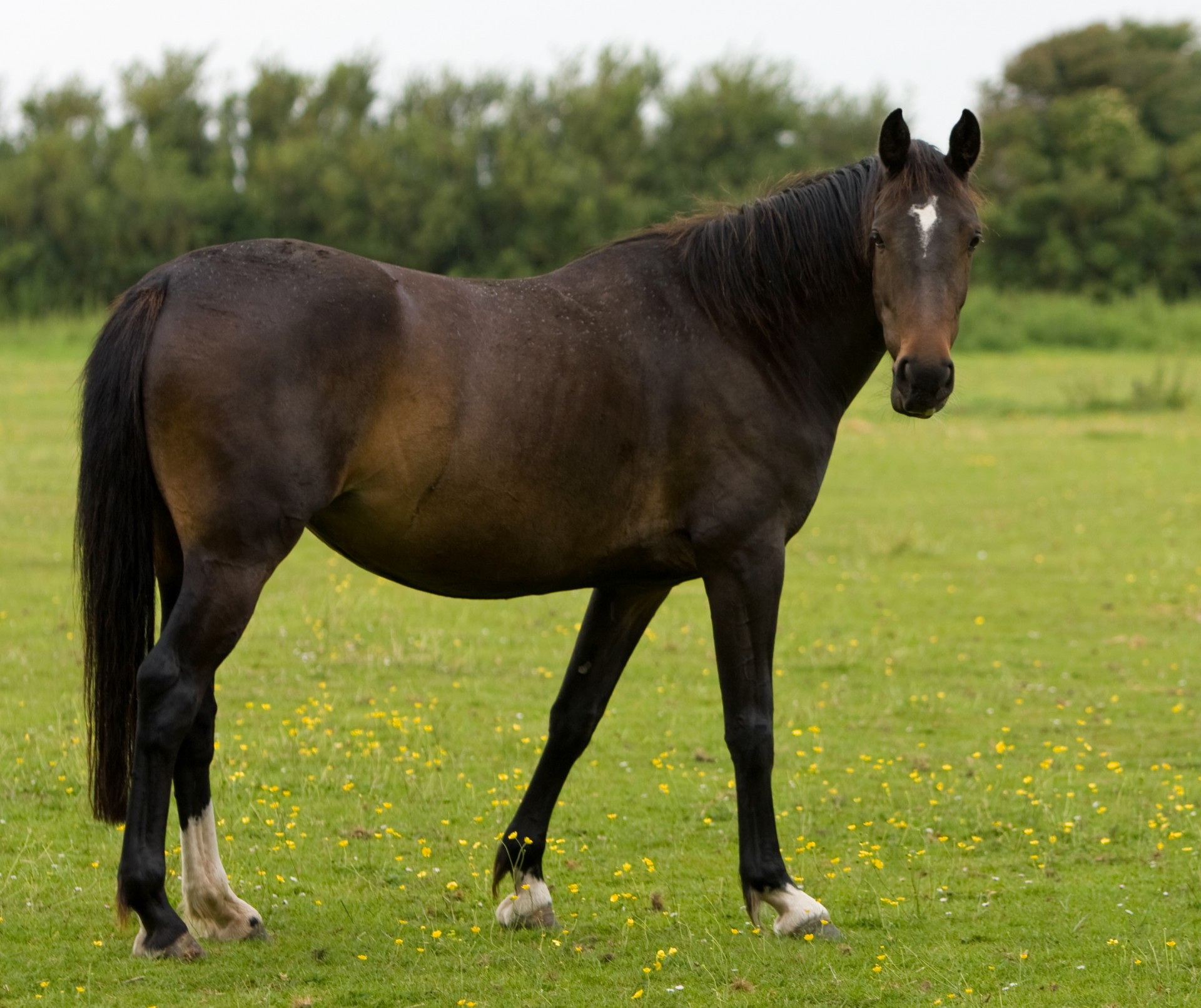 horse beautiful animal free photo