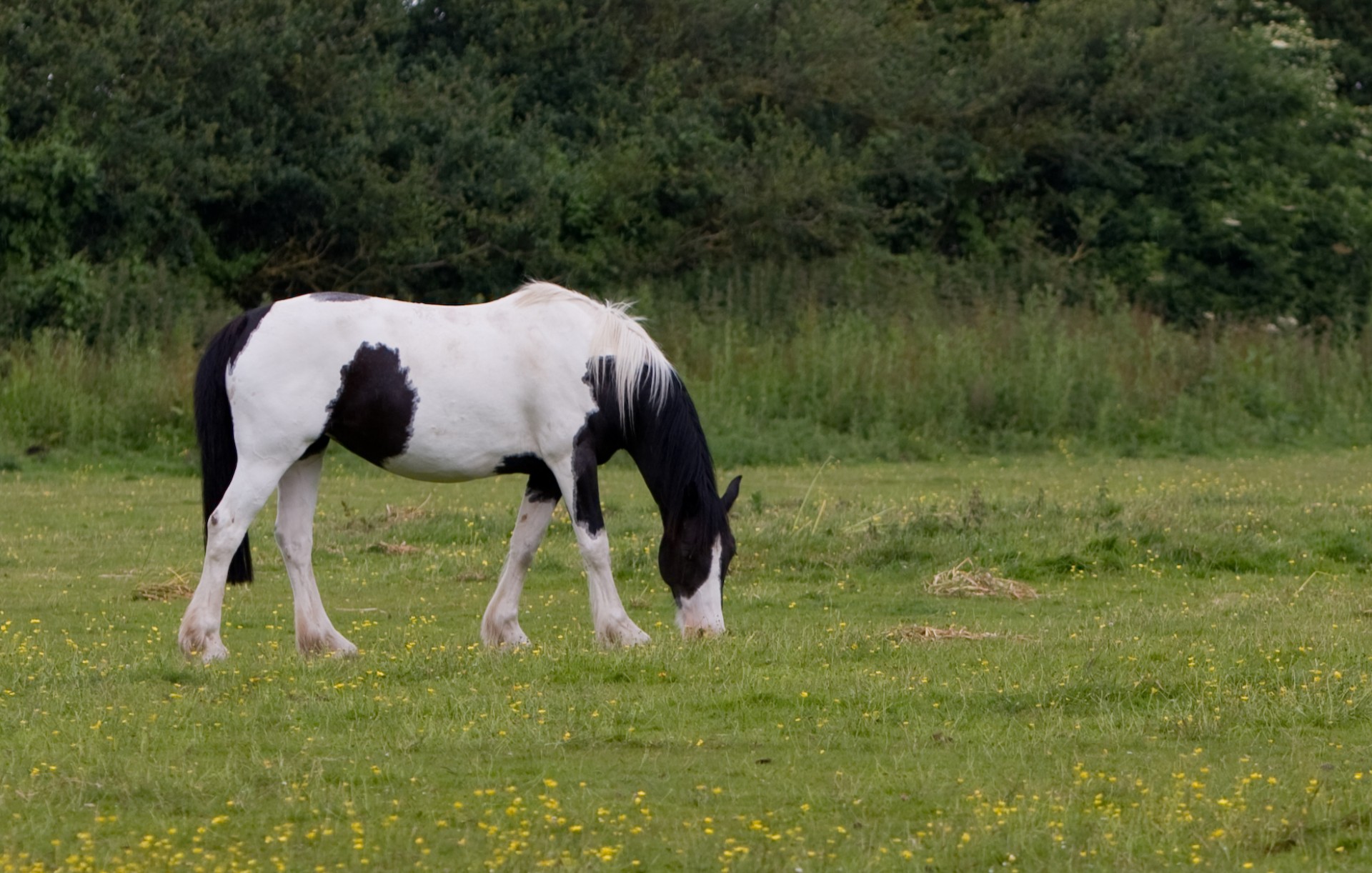 horse beautiful animal free photo