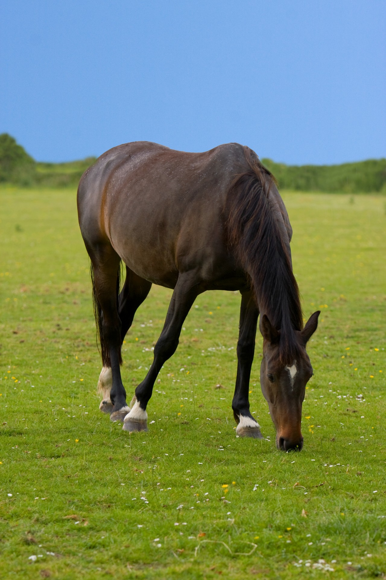 horse animal beautiful free photo