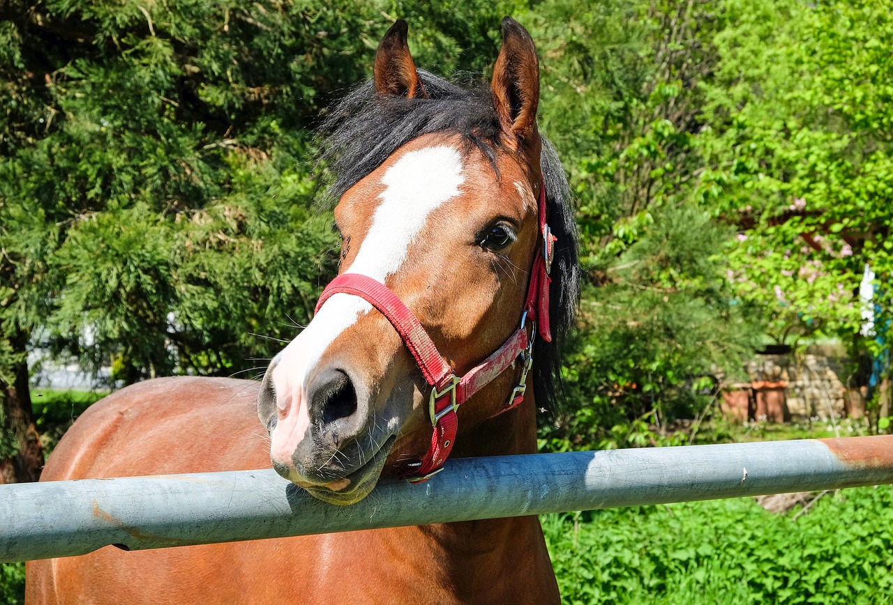 horse brown animal free photo