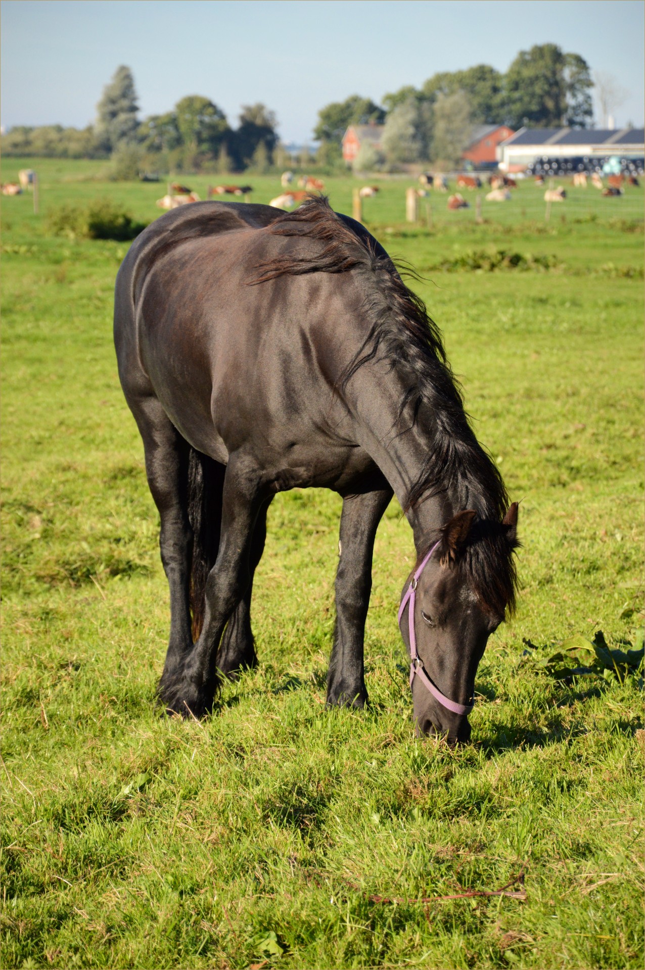 horse farm animal free photo