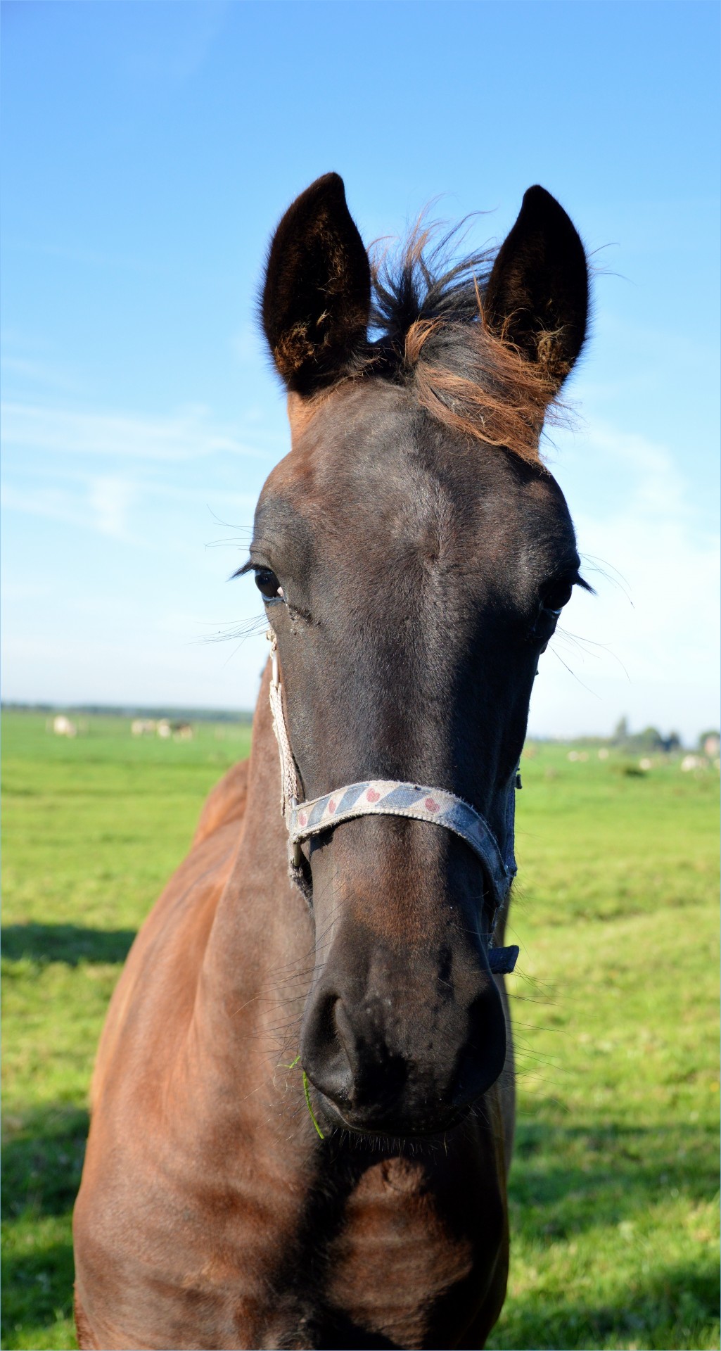 horse farm animal free photo