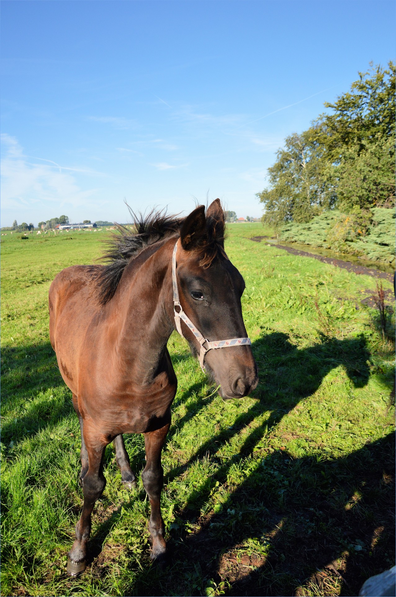 horse farm animal free photo