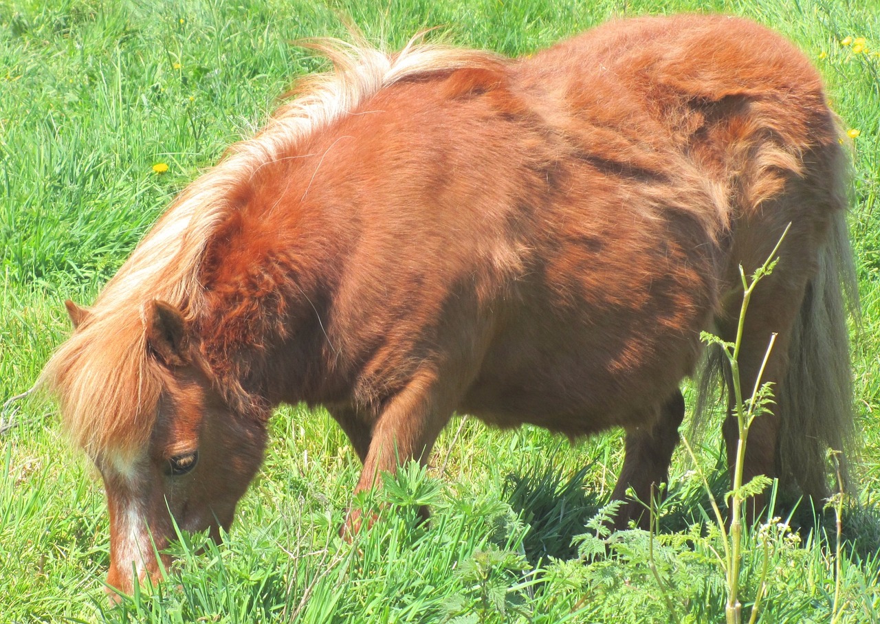 horse pony shetland free photo