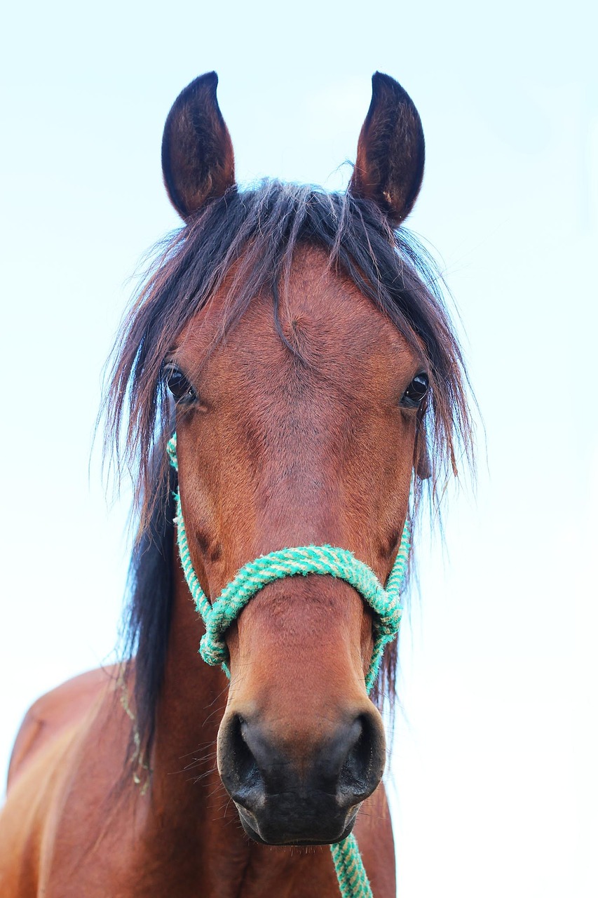 horse field animals free photo