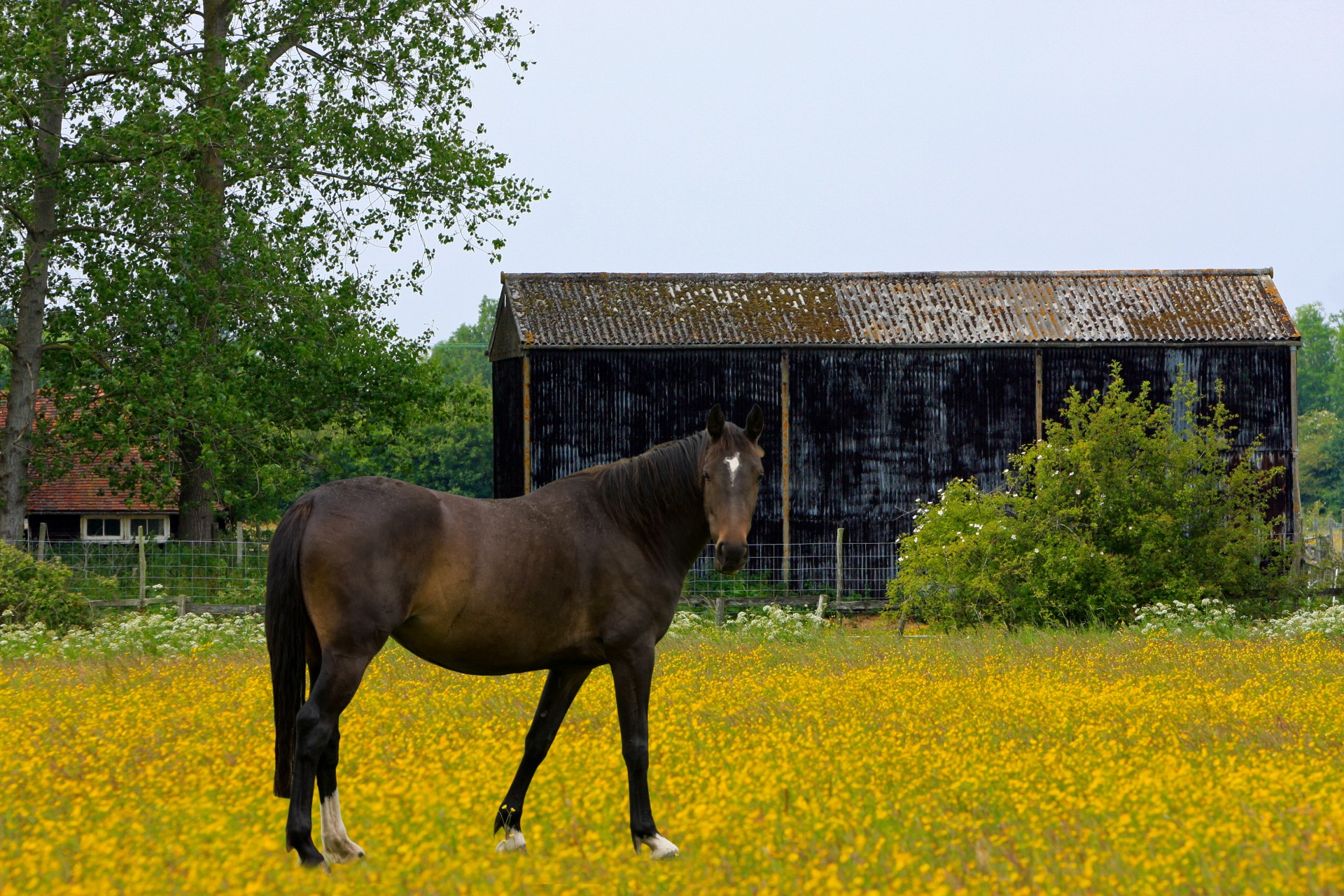 horse pony equine free photo