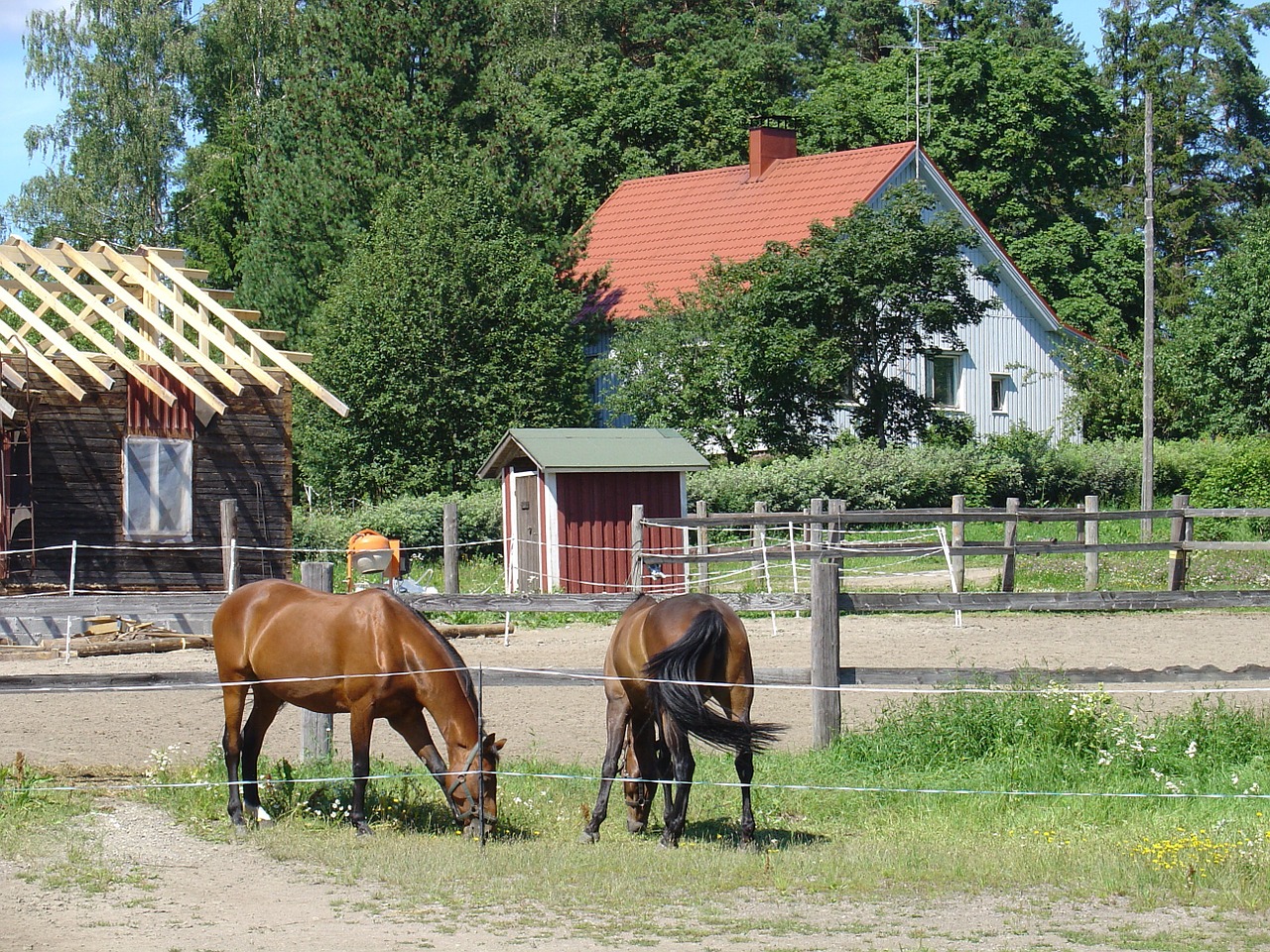 horses animal finland free photo