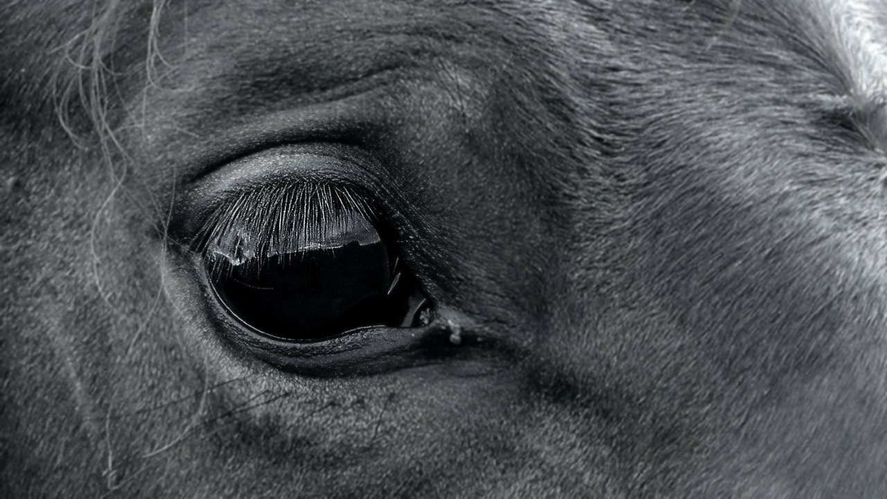 horse eye animal free photo