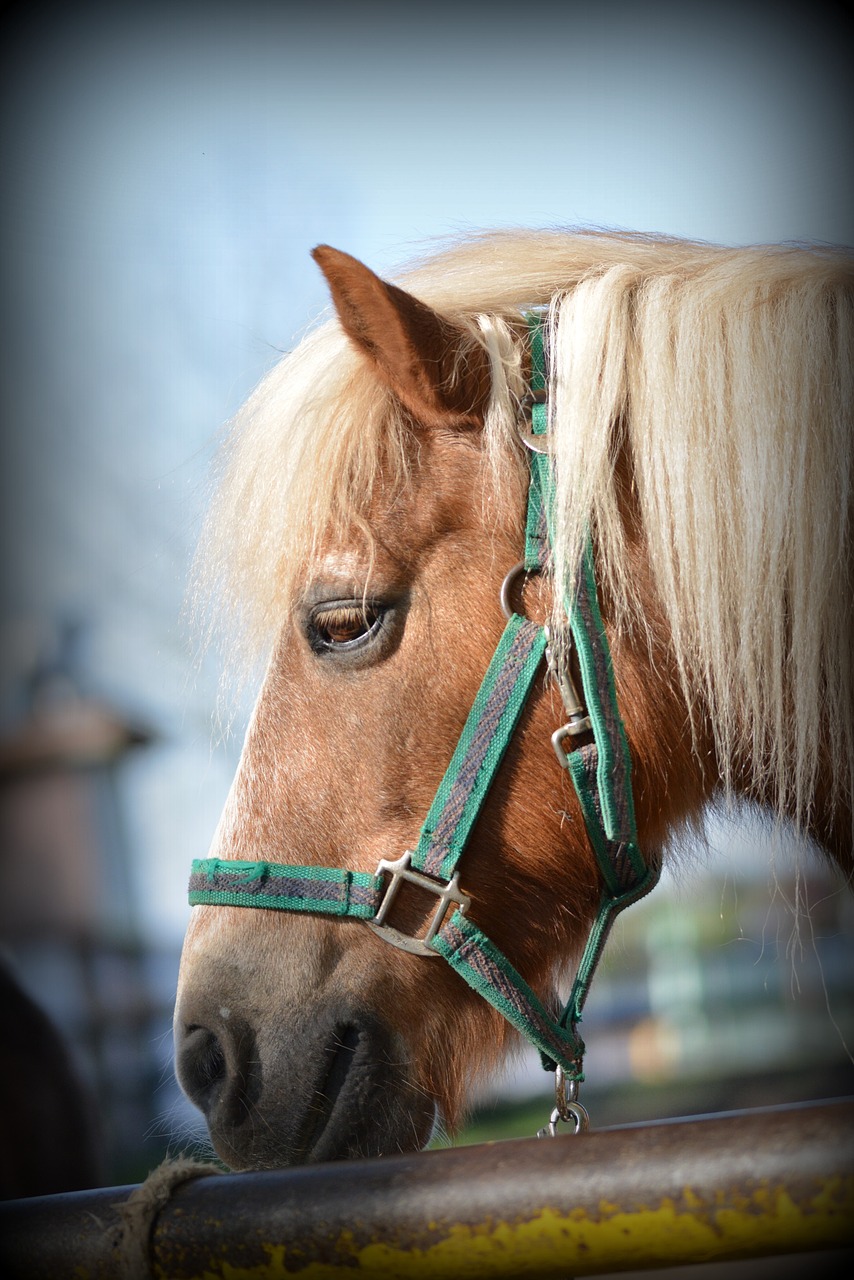 horse portrait animal portrait free photo