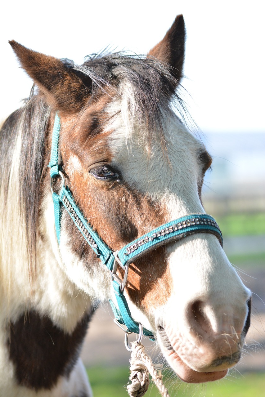 horse animal horse head free photo