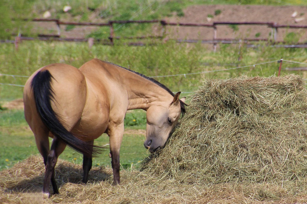 horse pasture hay free photo