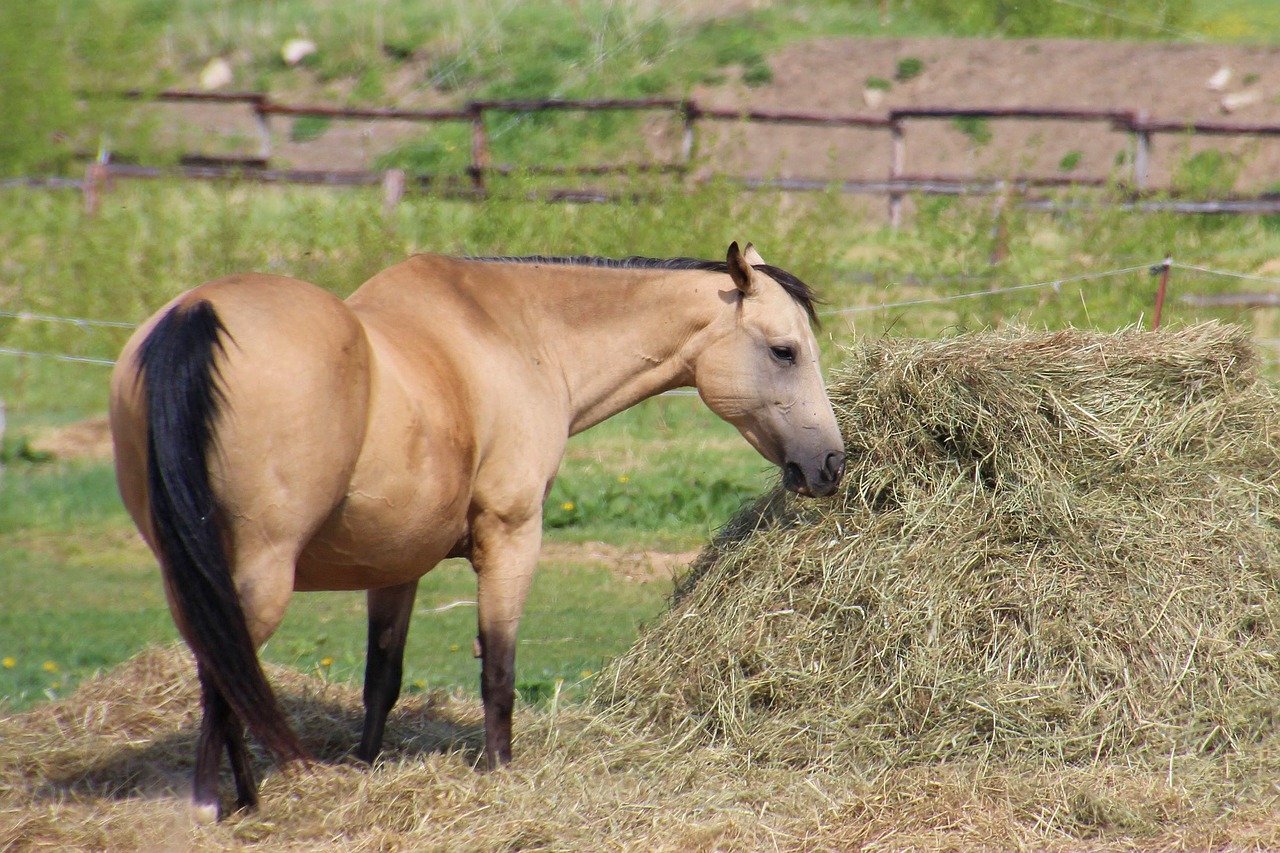 horse pasture hay free photo