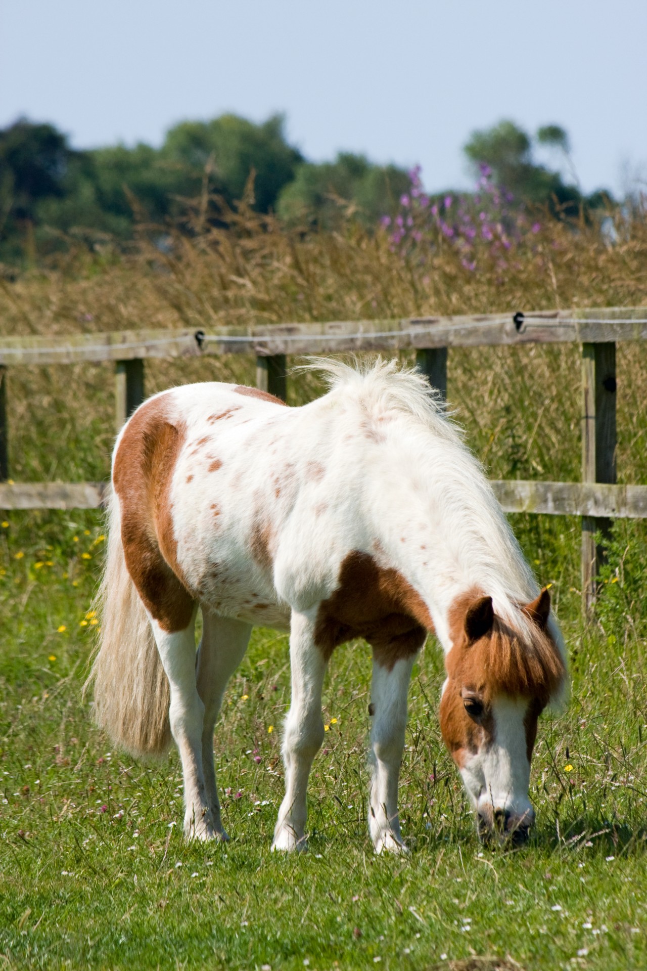 horse pony shetland pony free photo
