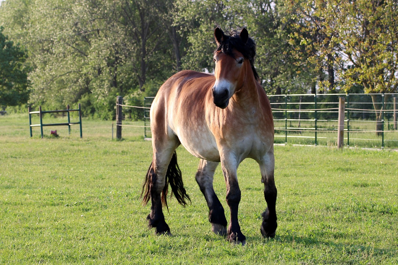 horse kaltblut mare free photo