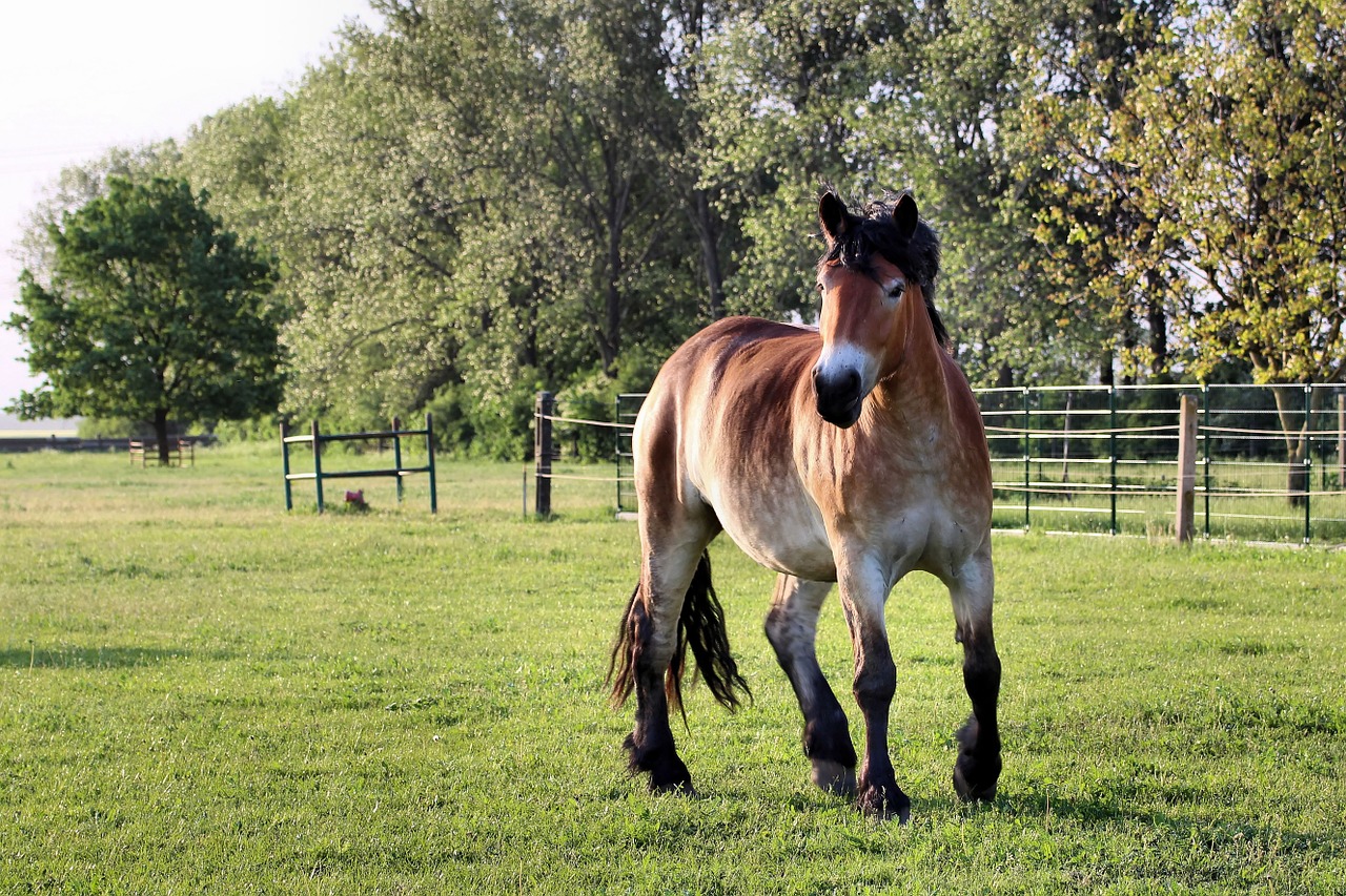 horse kaltblut mare free photo