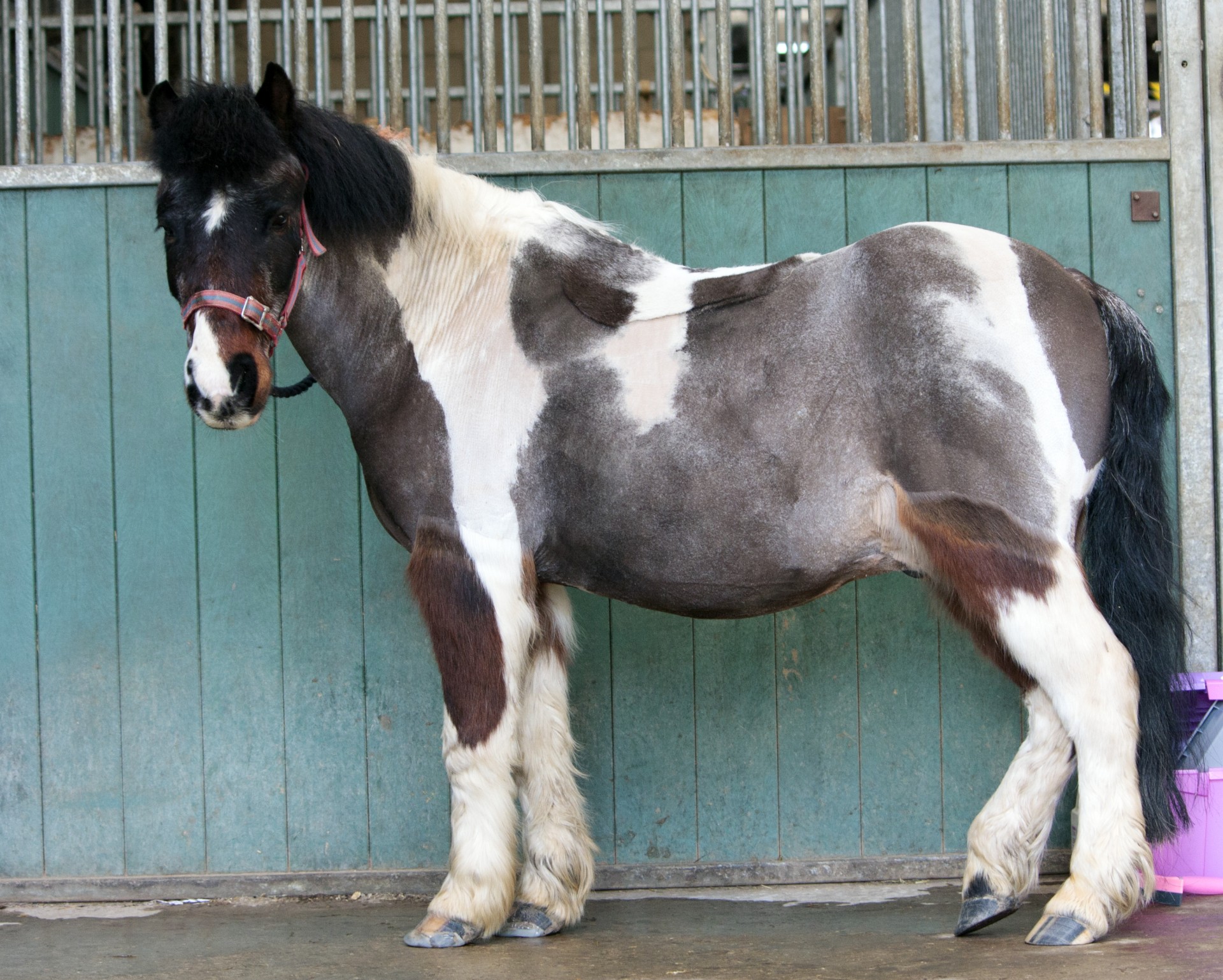 horse pony equine free photo