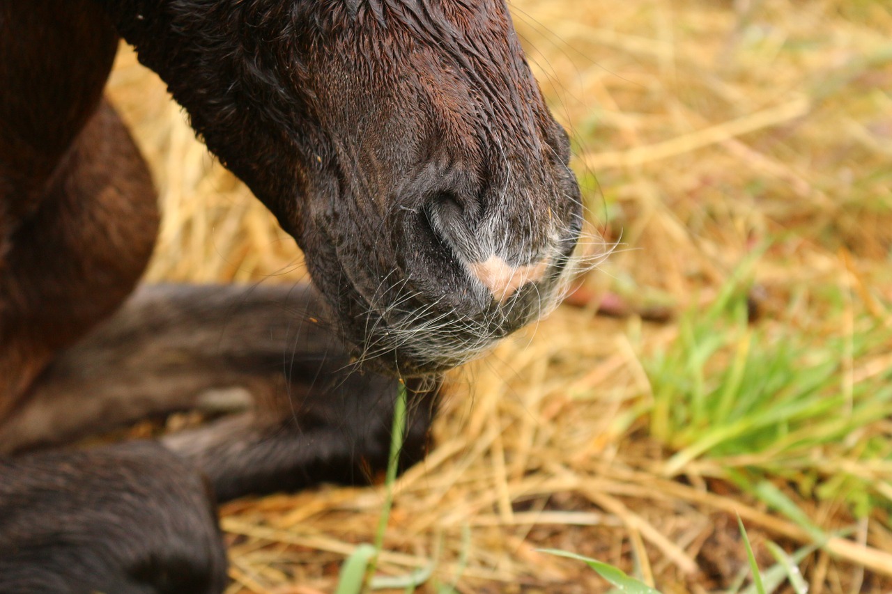 horse foal birth free photo