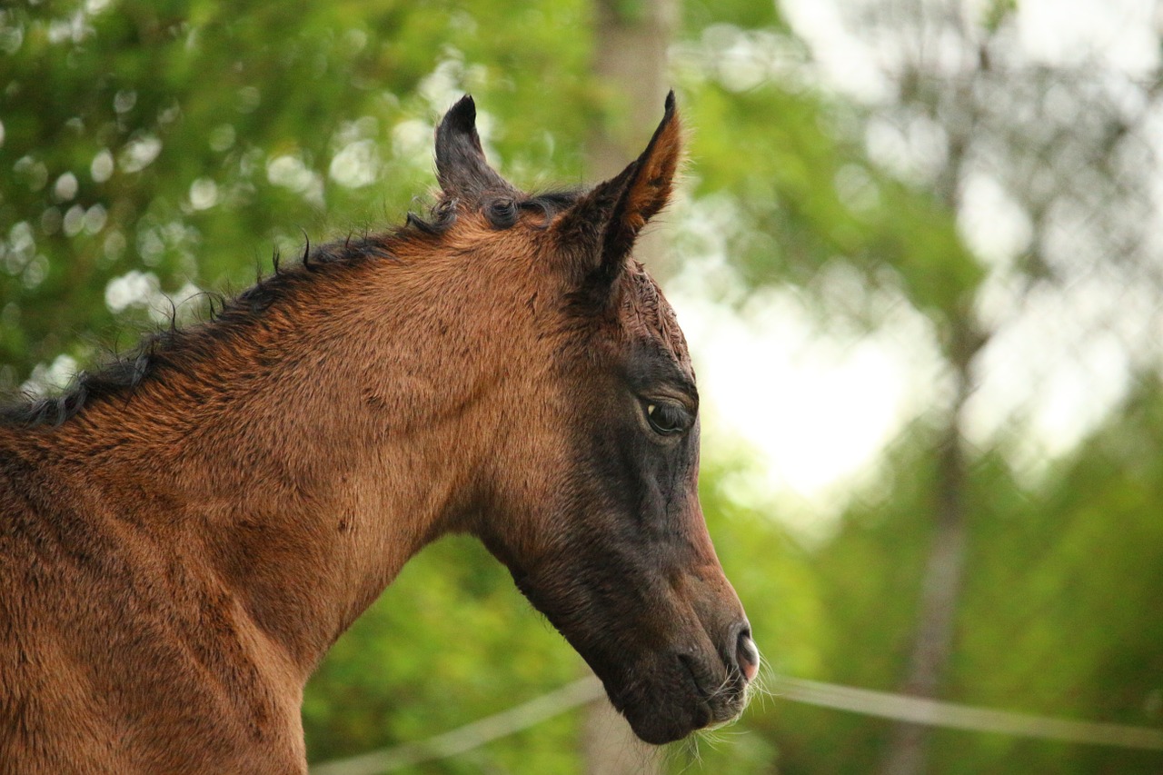 horse foal suckling free photo