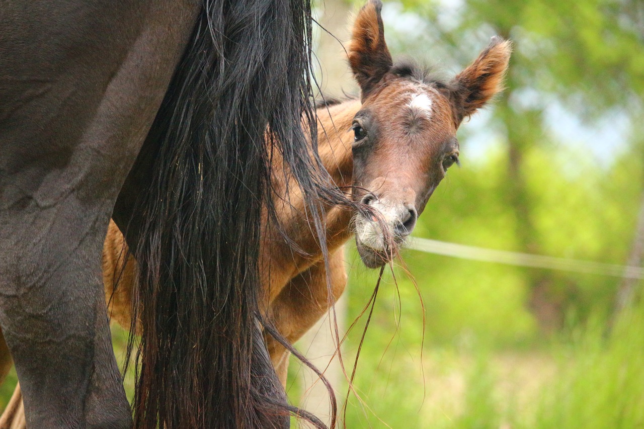 horse foal suckling free photo