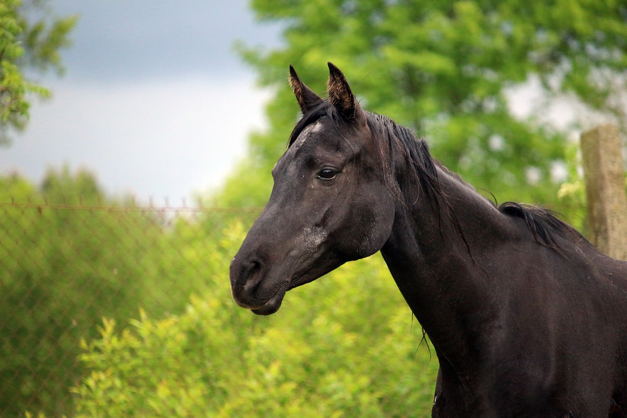 horse rap mare free photo