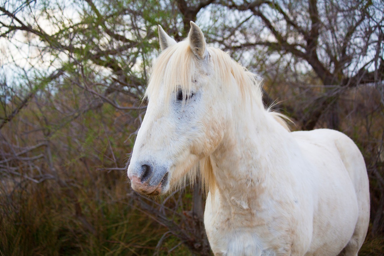 horse camargue white free photo