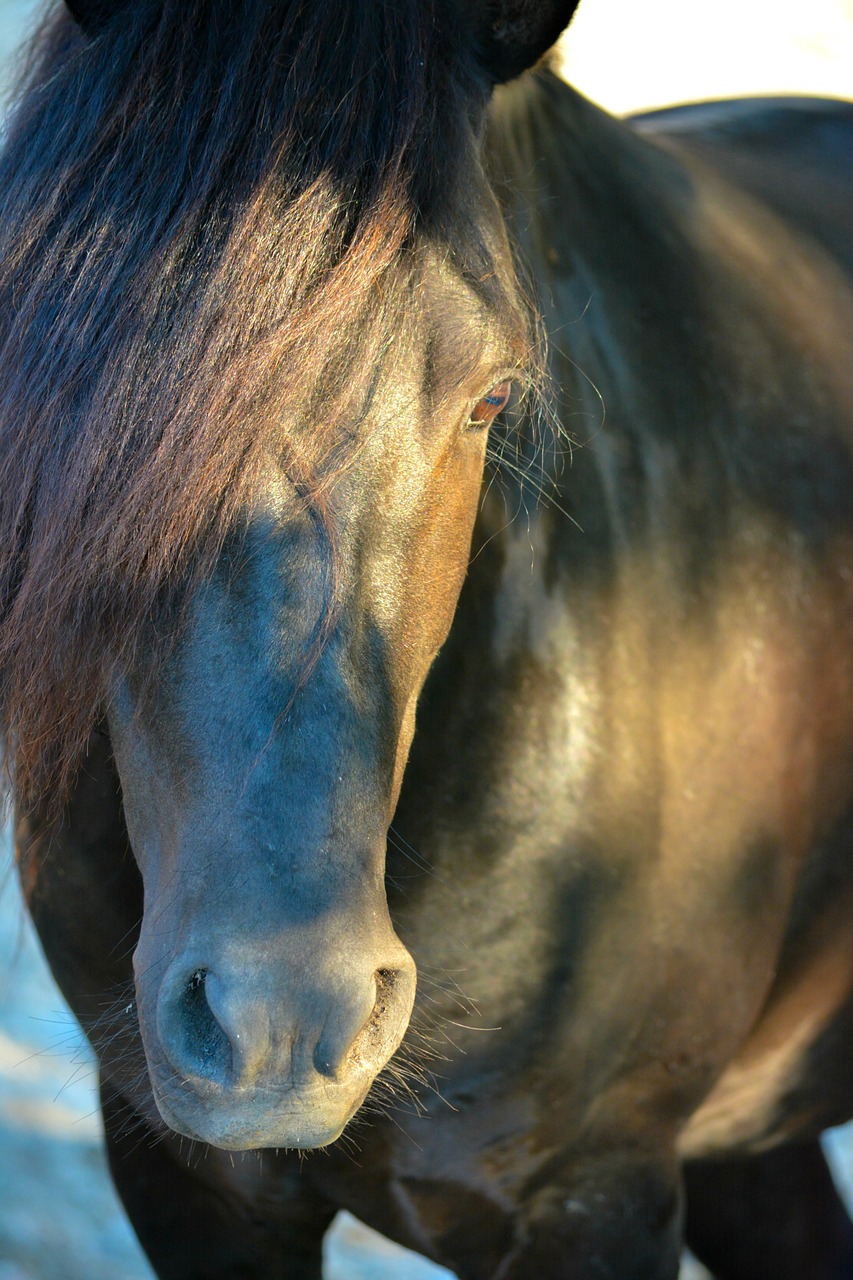 horse animals wild free photo