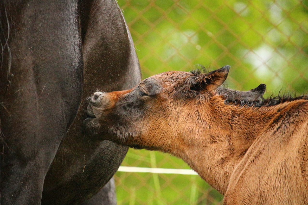 horse foal suckling free photo