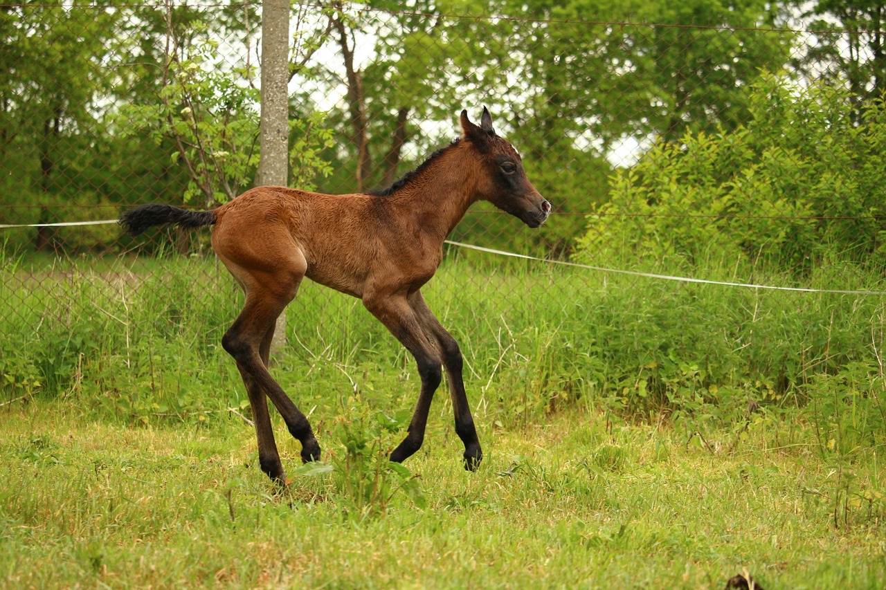 horse foal suckling free photo