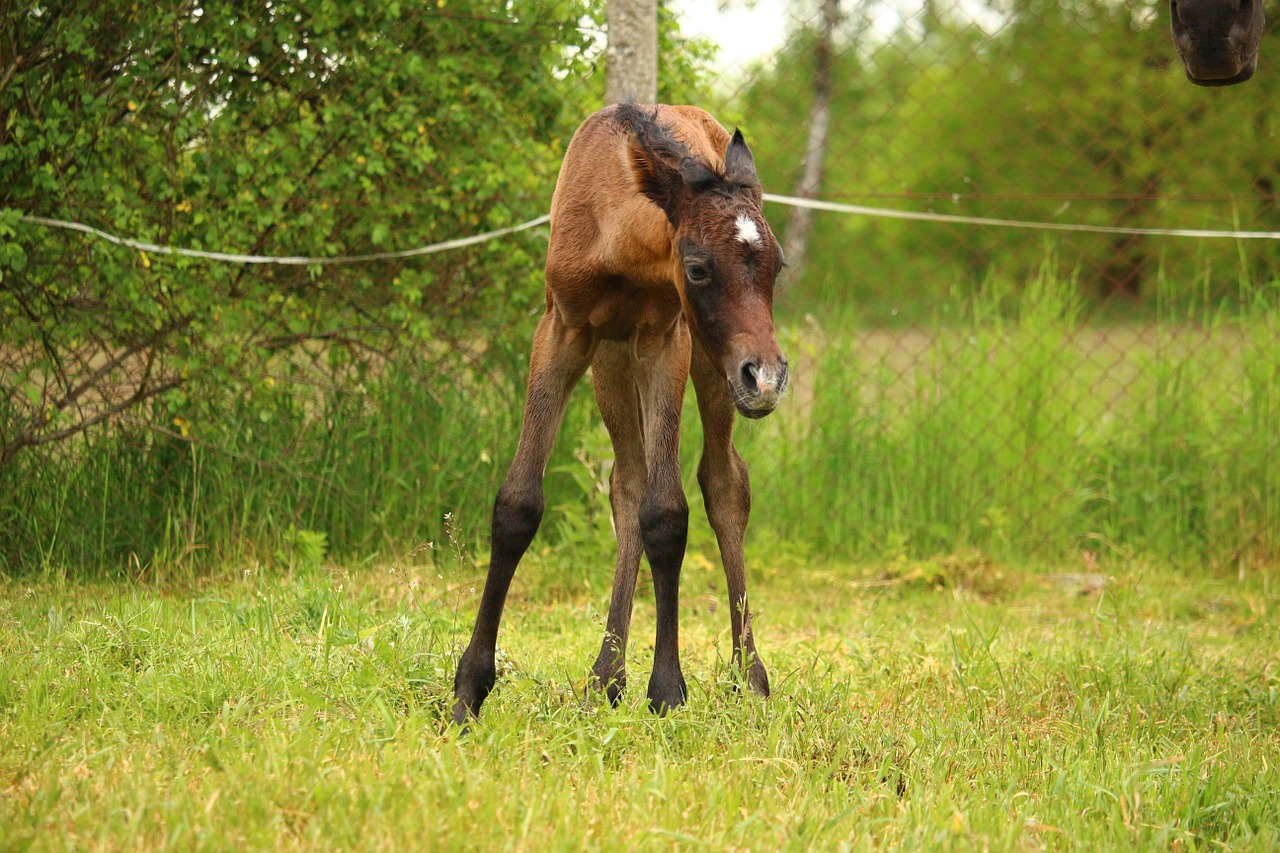 horse foal brown mold free photo