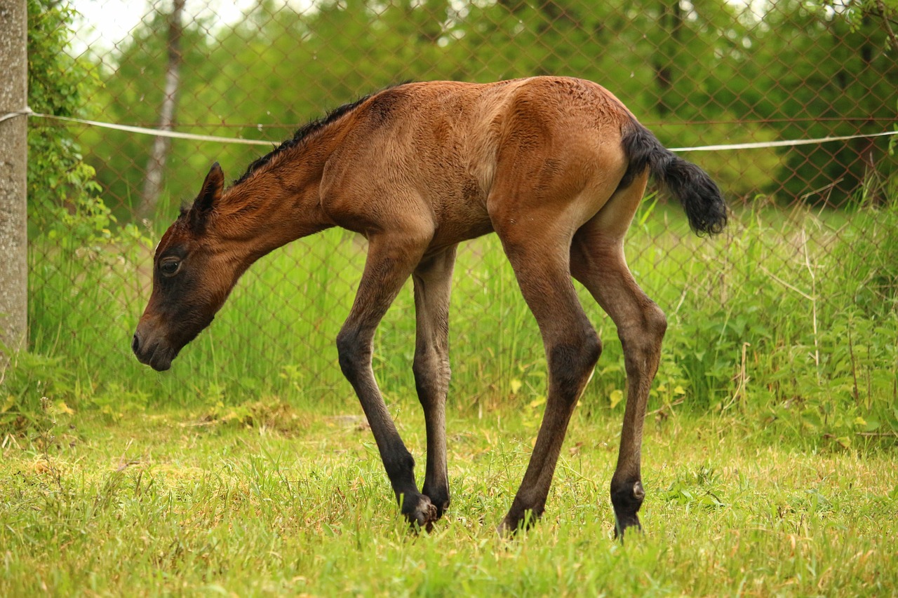 horse foal suckling free photo