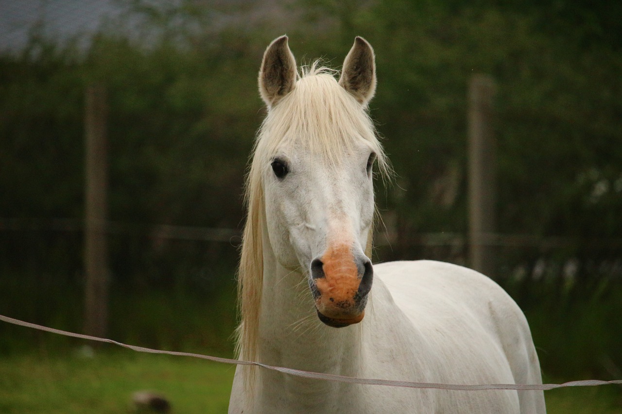 horse mold stallion free photo