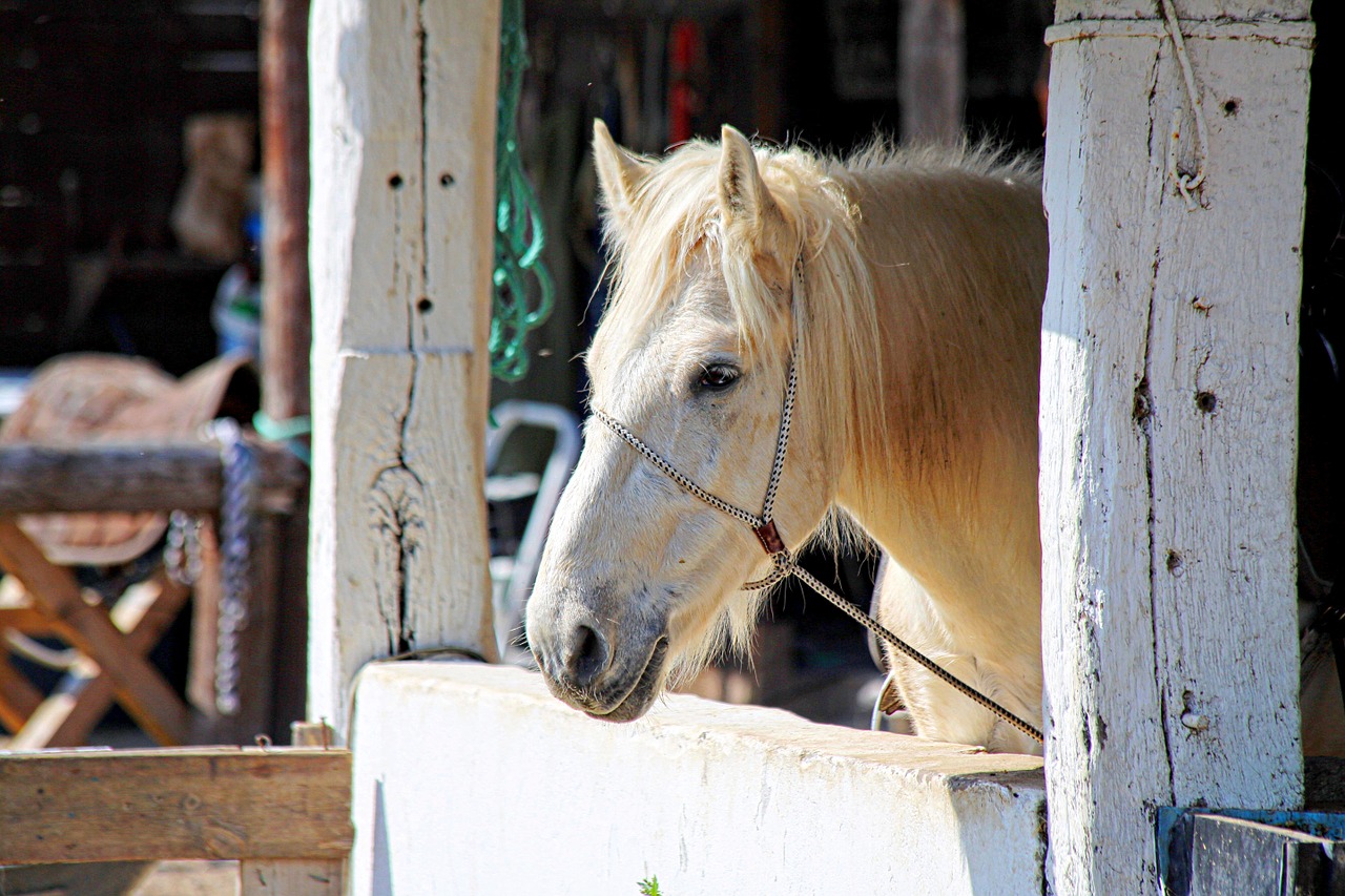 horse hiking ranch free photo