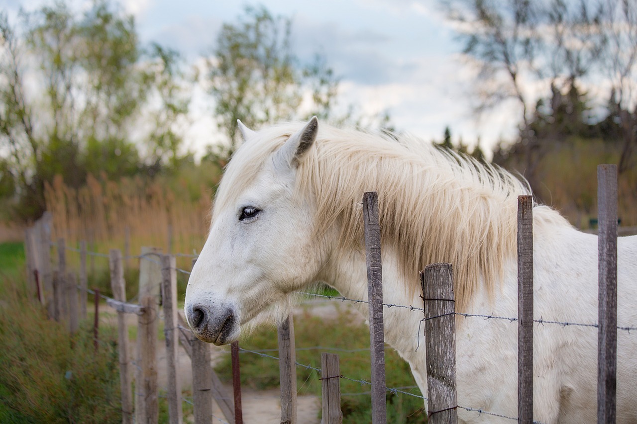 horse horseback riding animals free photo