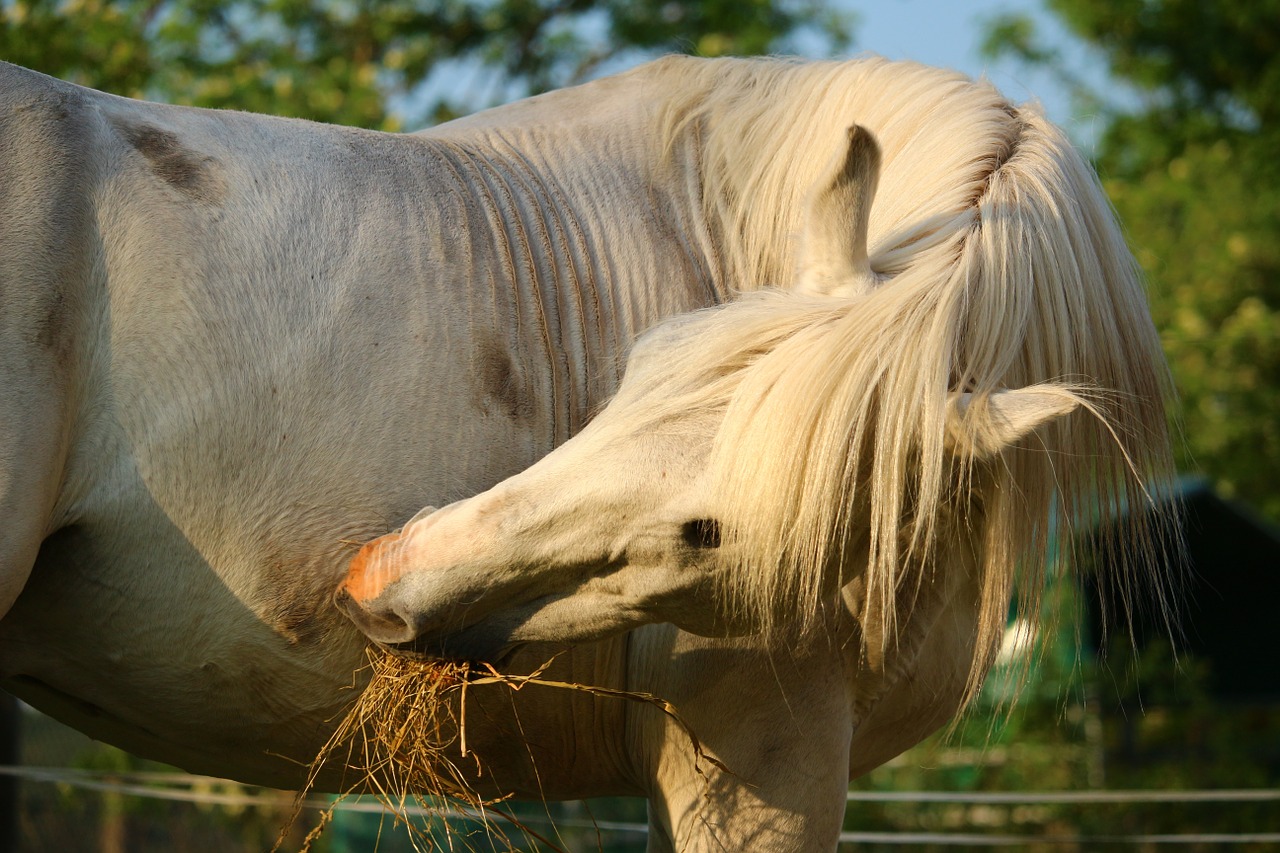 horse mold stallion free photo