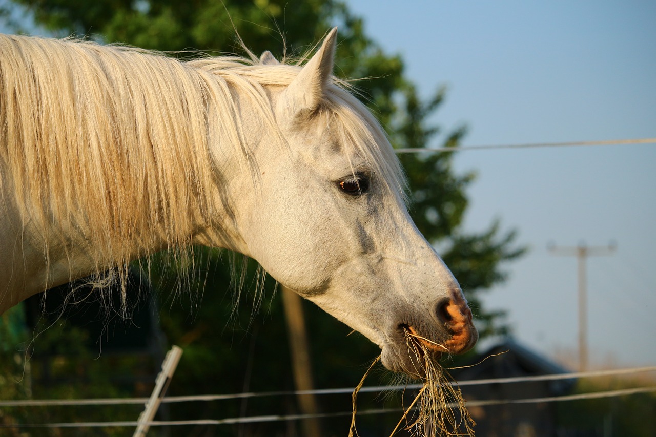 horse mold stallion free photo