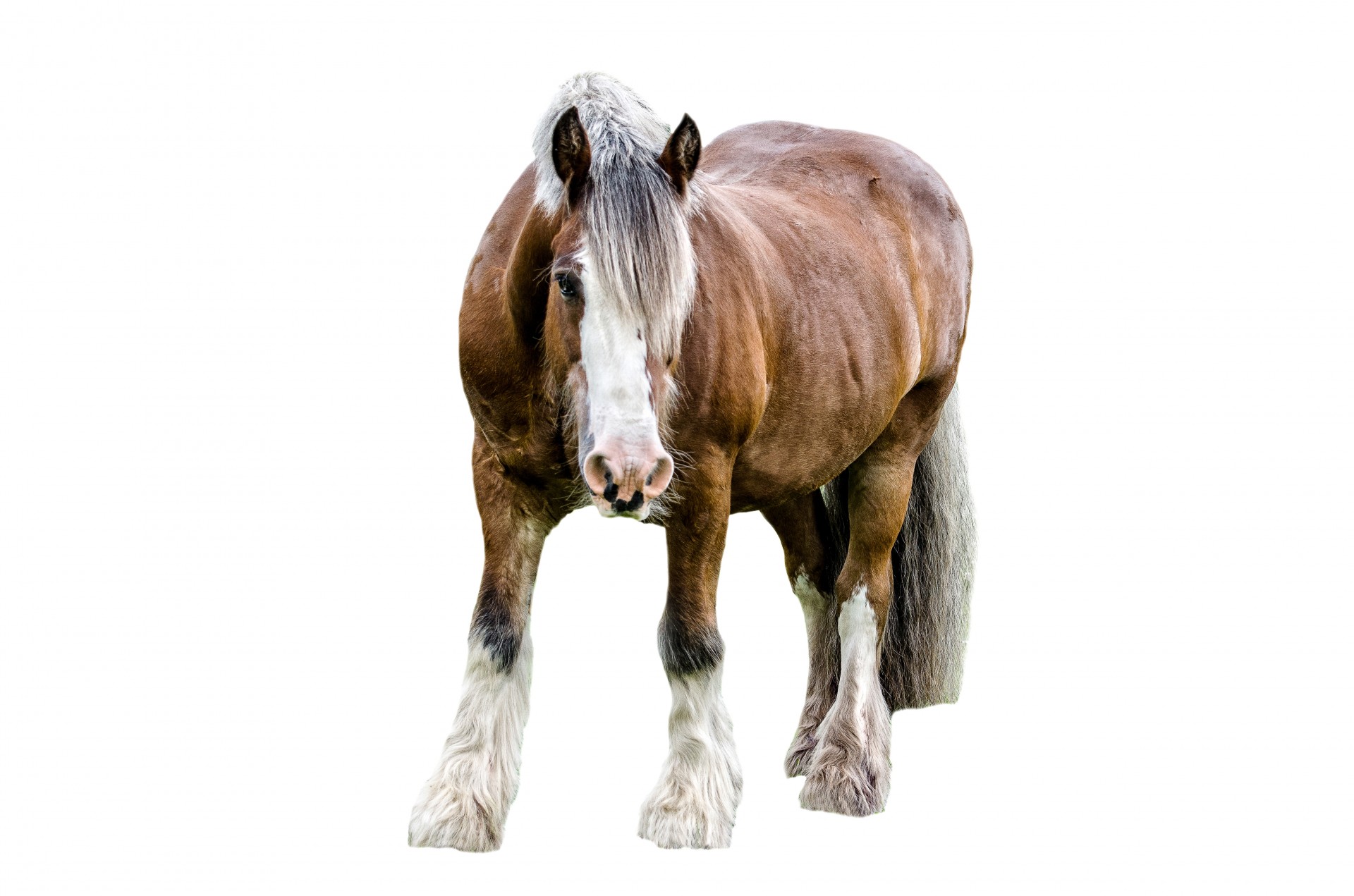 horse animals animal free photo