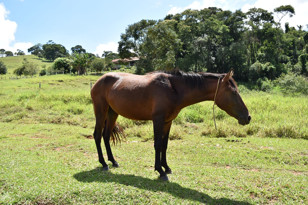 horse brown summer free photo