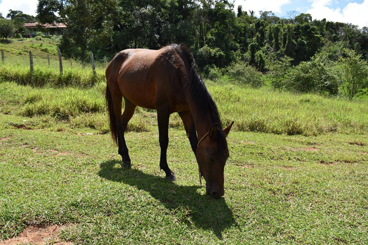 horse brown summer free photo