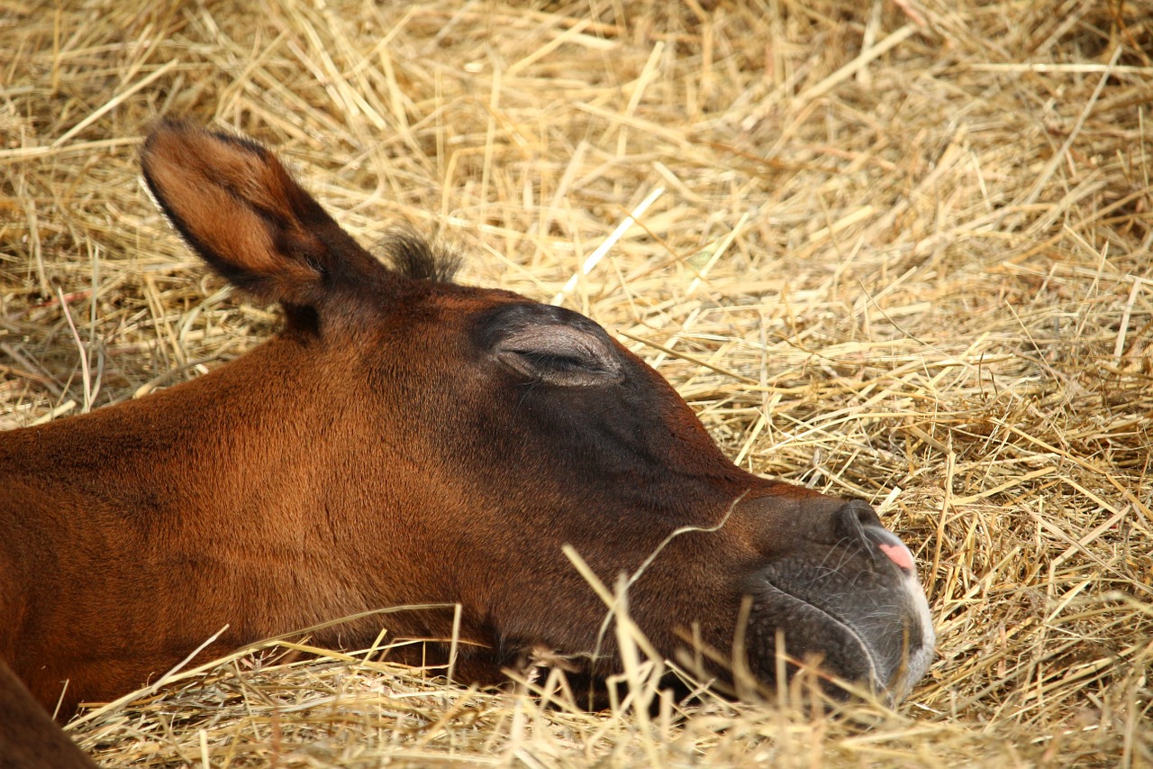 horse foal suckling free photo