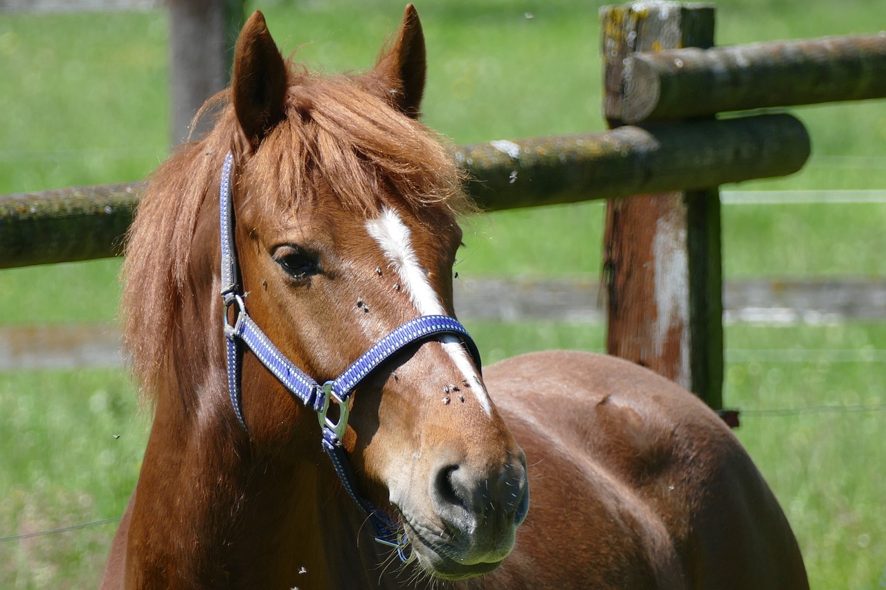 horse fuchs mare free photo