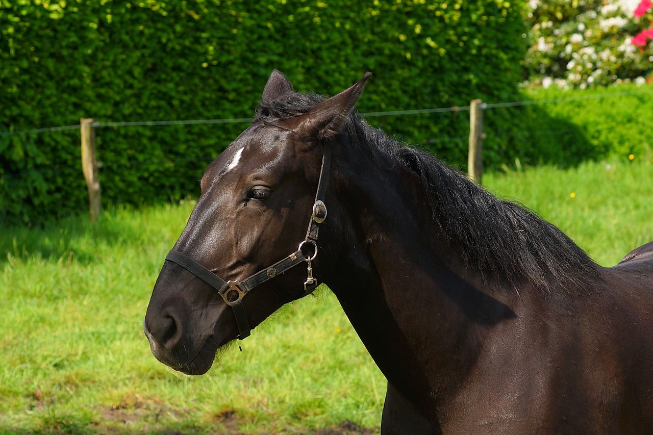 horse head portrait free photo