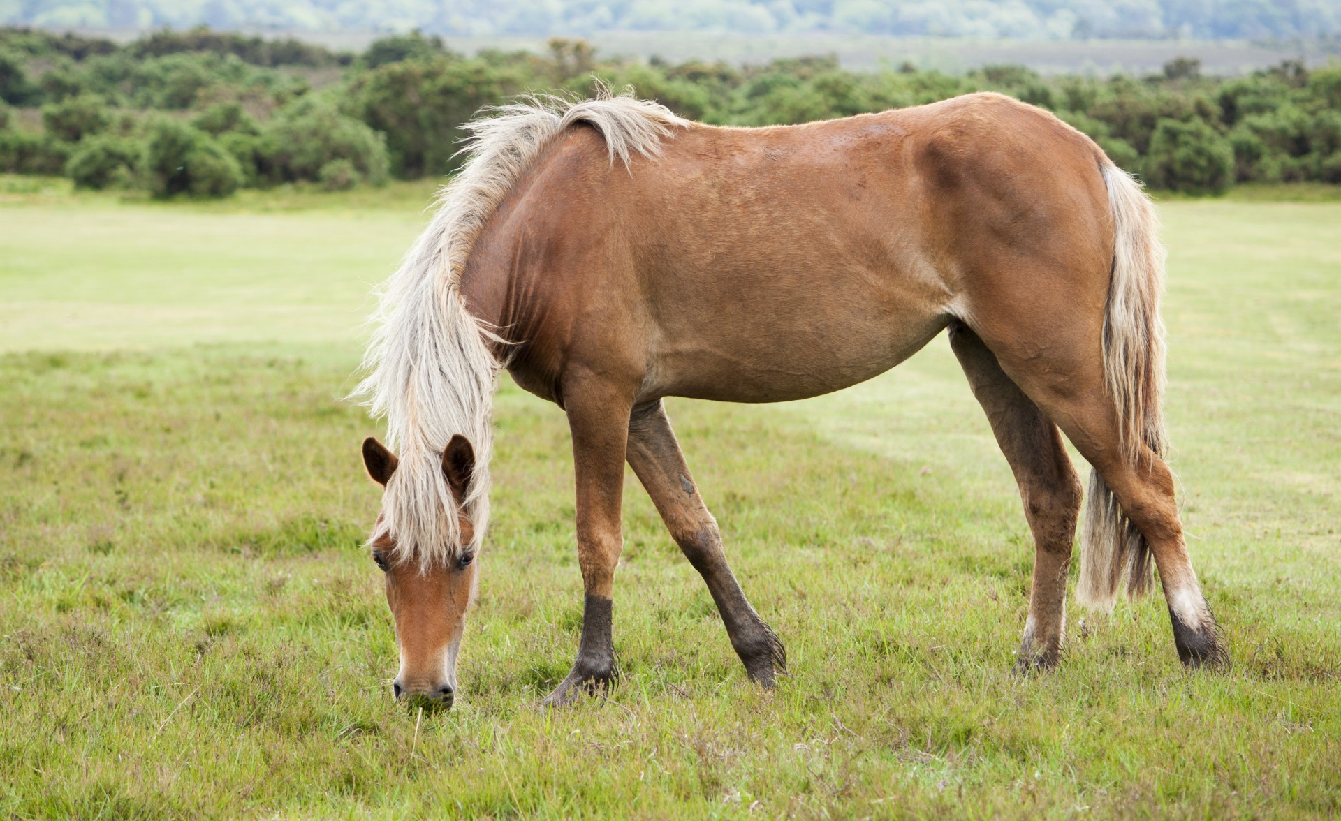 horse pony animal free photo