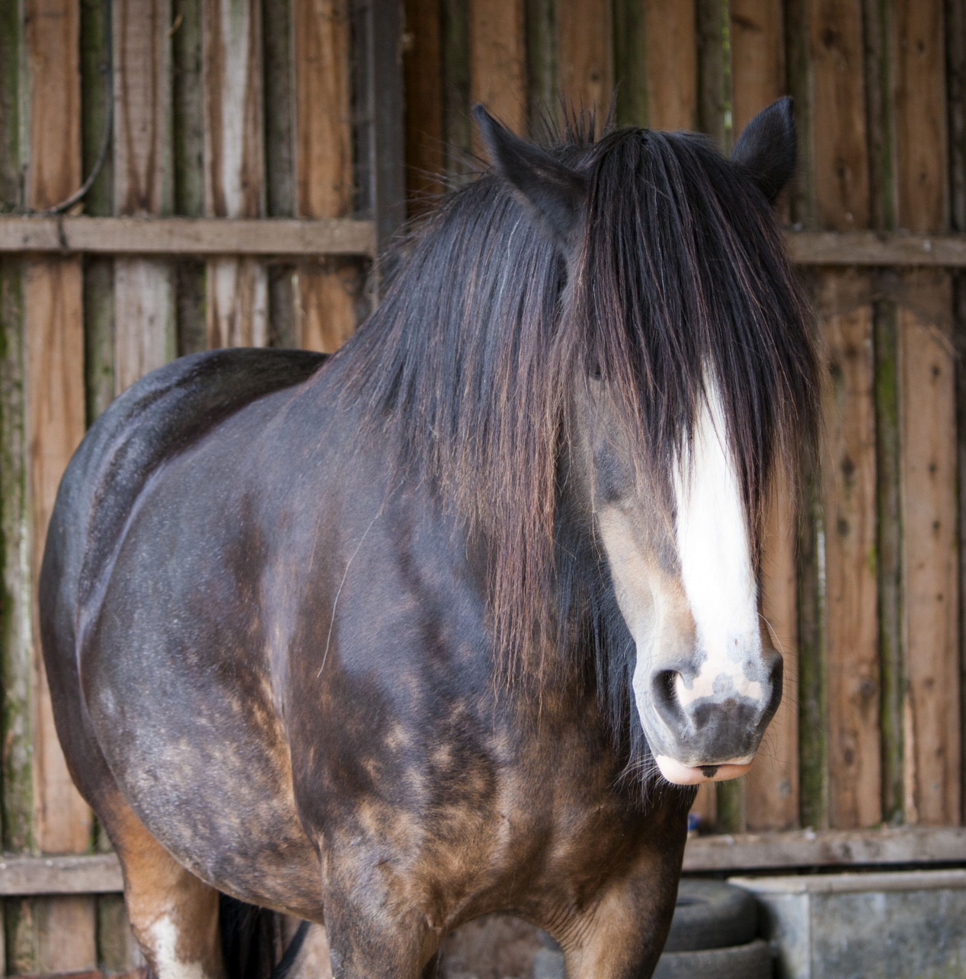 horse animal big free photo