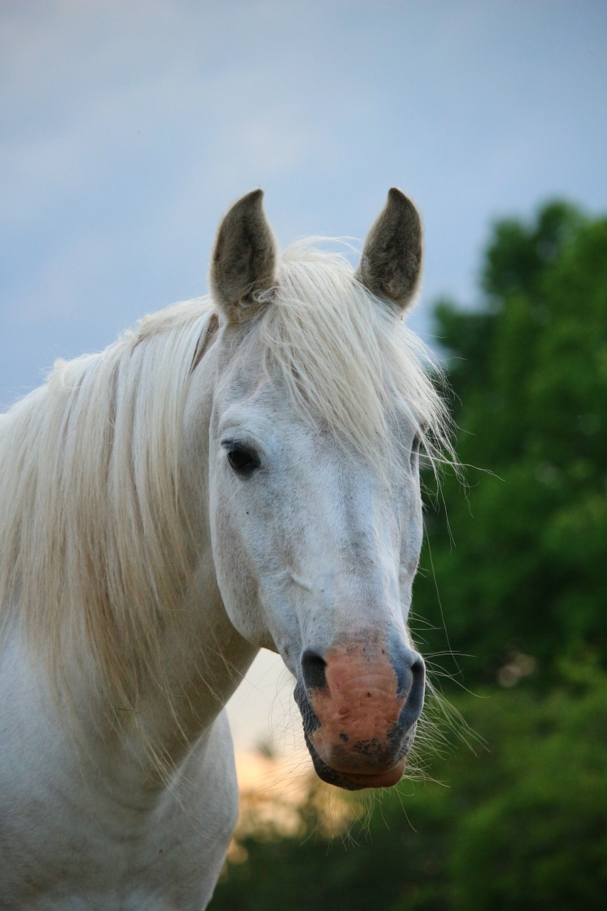 horse stallion mold free photo