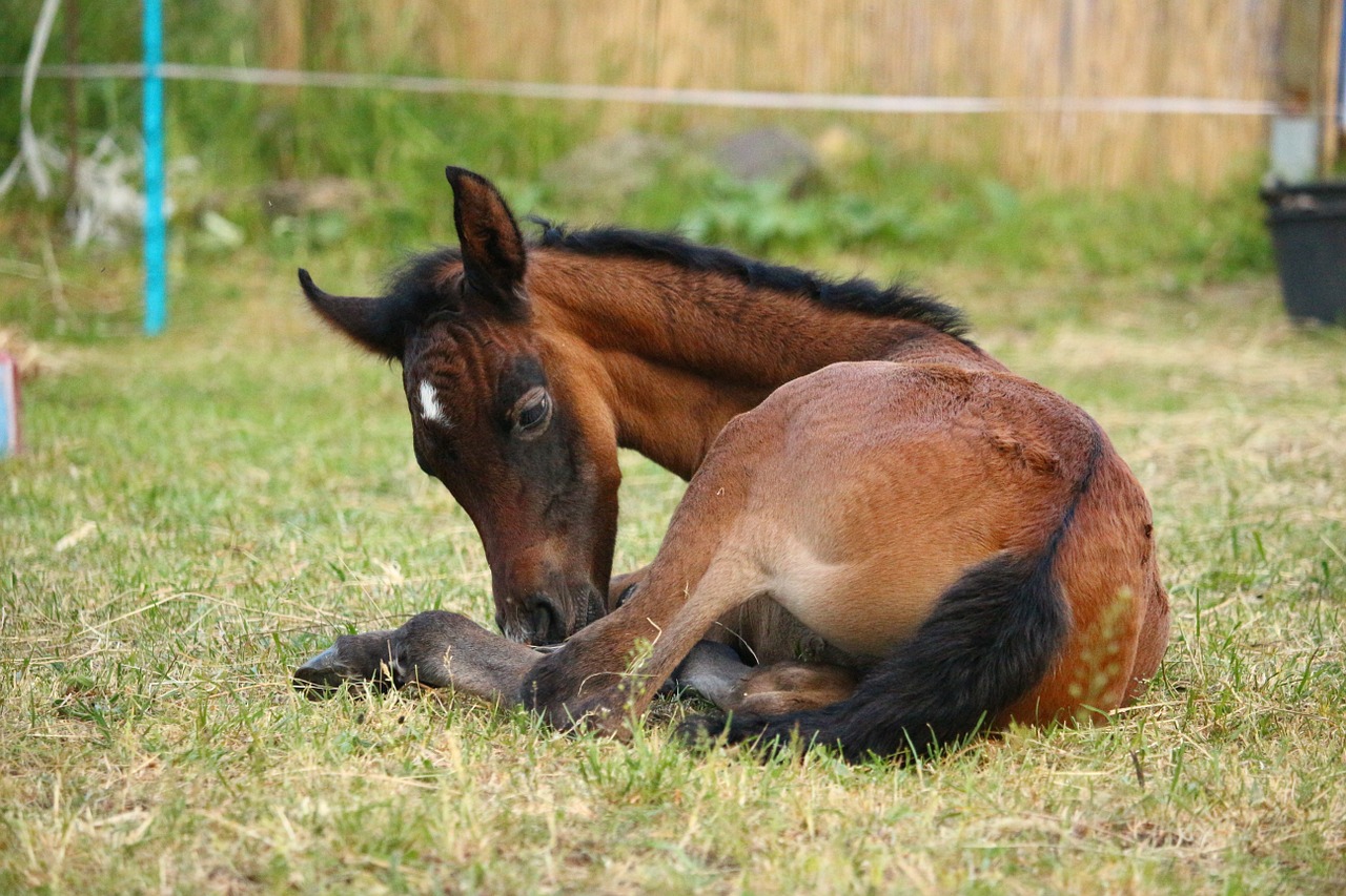 horse foal suckling free photo